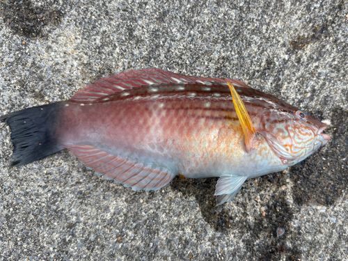 ホシササノハベラの釣果