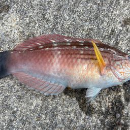 ホシササノハベラ