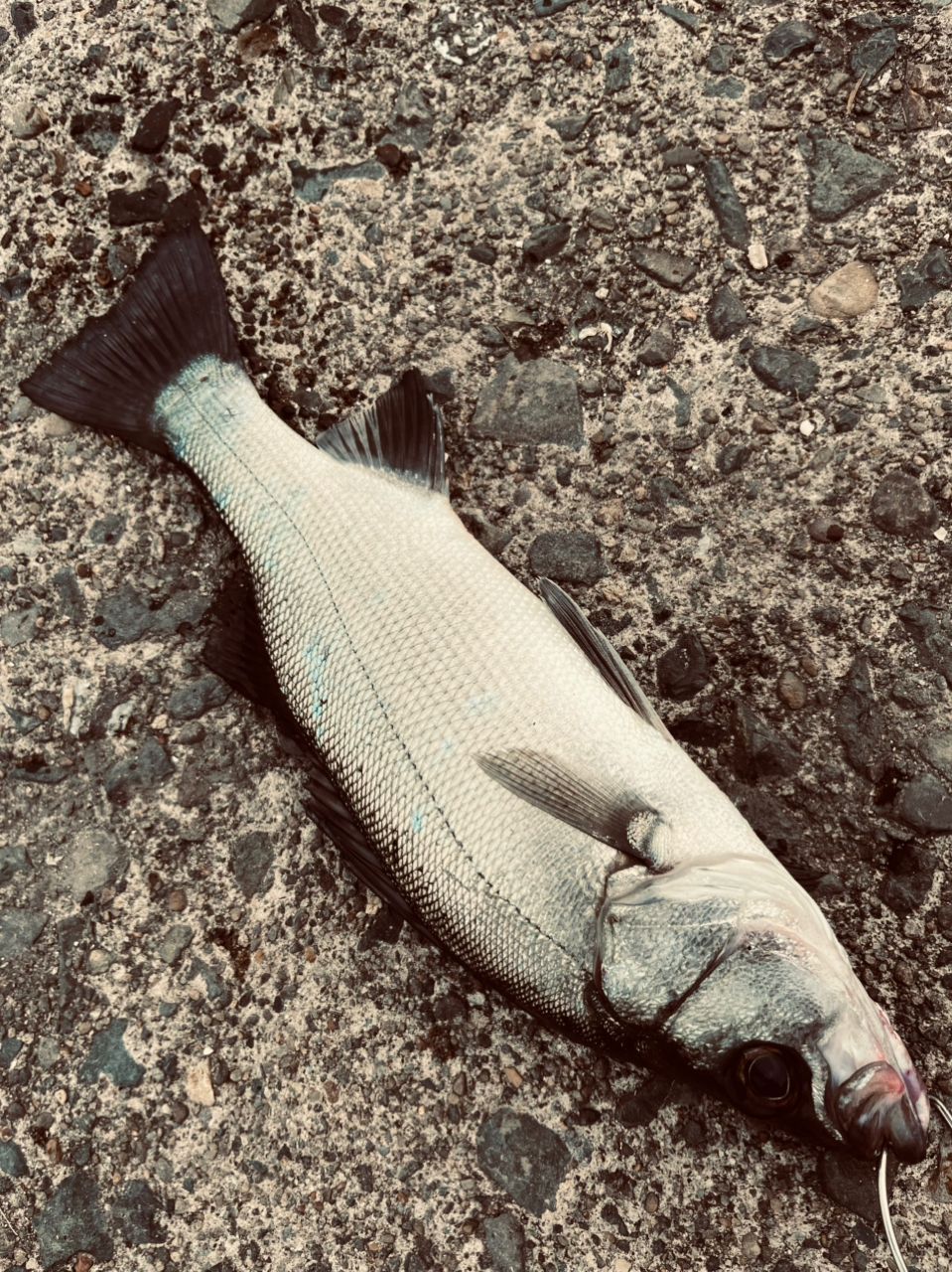 セイゴ（ヒラスズキ）