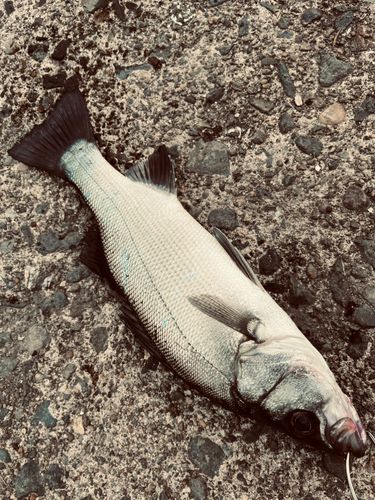 セイゴ（ヒラスズキ）の釣果