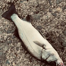 セイゴ（ヒラスズキ）