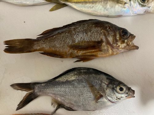 アカメバルの釣果