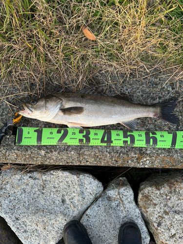 シーバスの釣果