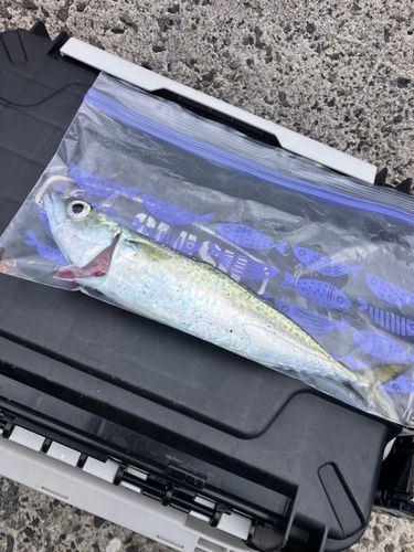 サバの釣果