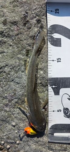 ハゼクチの釣果