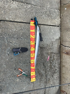 タチウオの釣果