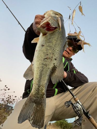 ブラックバスの釣果