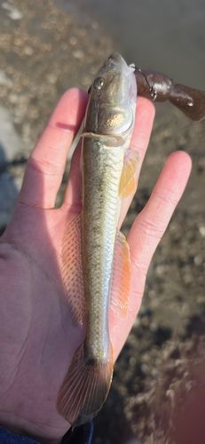 ハゼクチの釣果