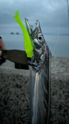 タチウオの釣果