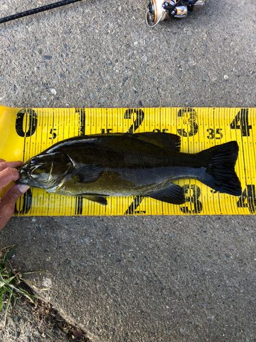 スモールマウスバスの釣果