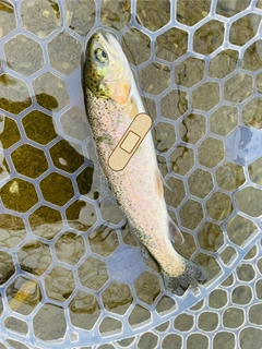 ニジマスの釣果