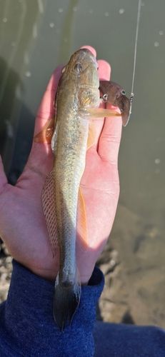 ハゼクチの釣果