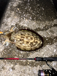 コウイカの釣果