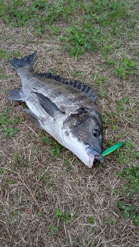 チヌの釣果