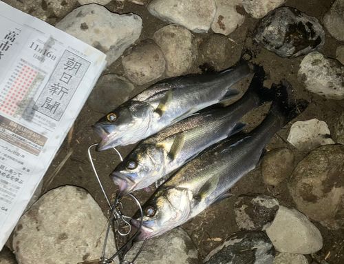 セイゴ（マルスズキ）の釣果