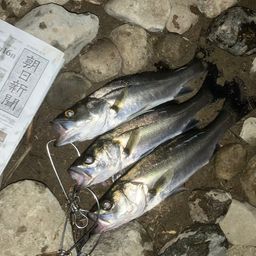 セイゴ（マルスズキ）