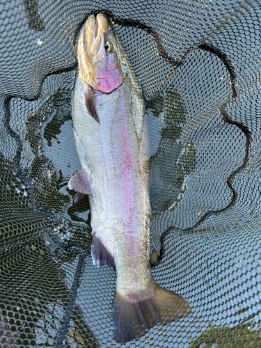 ニジマスの釣果