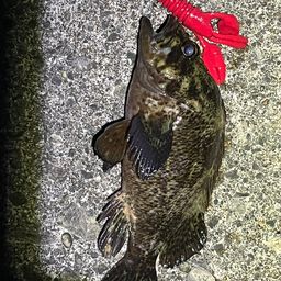 タケノコメバル