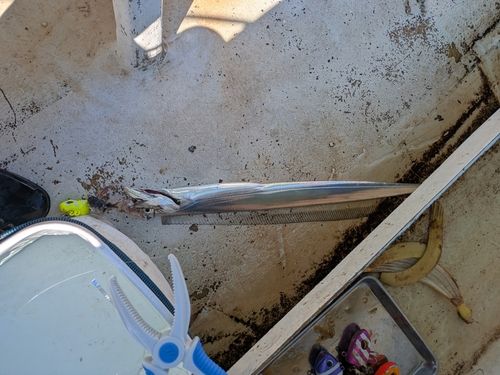 タチウオの釣果