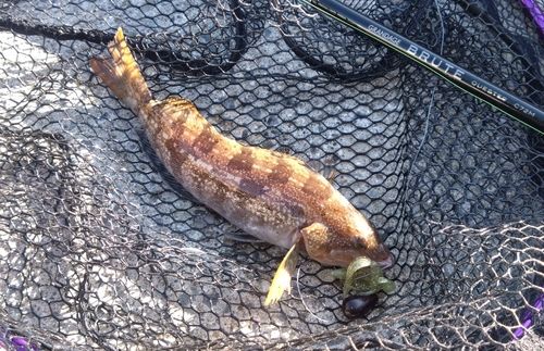 アイナメの釣果