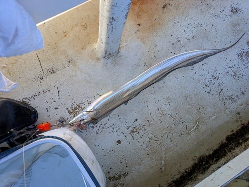 タチウオの釣果