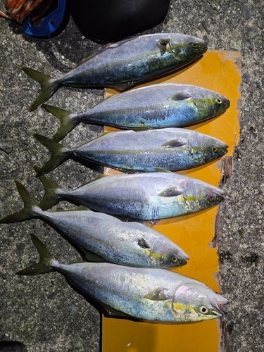 イナダの釣果