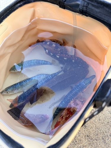 三陸海岸（宮城）