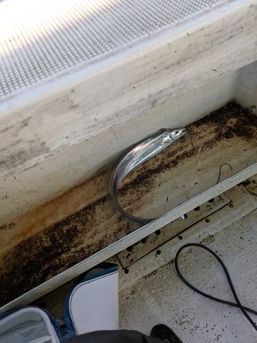 タチウオの釣果