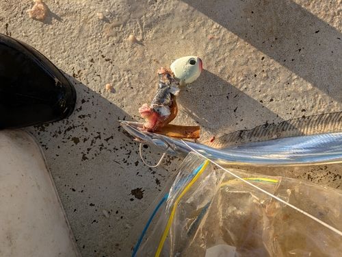 タチウオの釣果