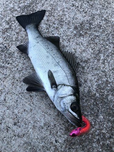 セイゴ（ヒラスズキ）の釣果