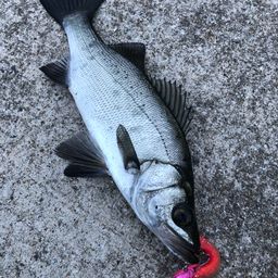 セイゴ（ヒラスズキ）