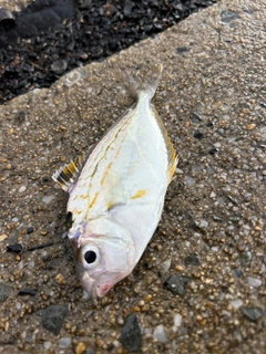 ヒイラギの釣果