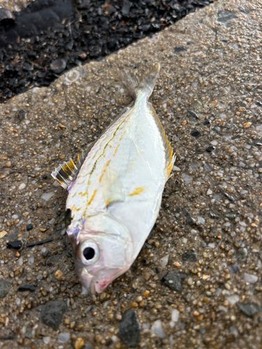 ヒイラギの釣果