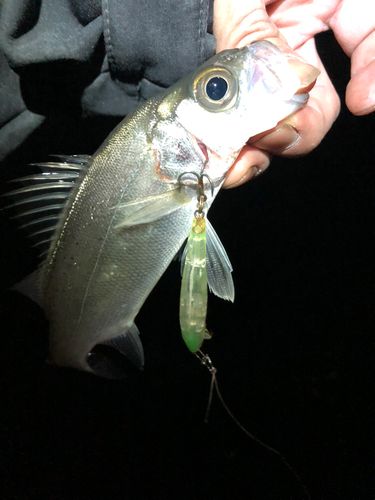セイゴ（ヒラスズキ）の釣果