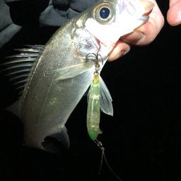 セイゴ（ヒラスズキ）