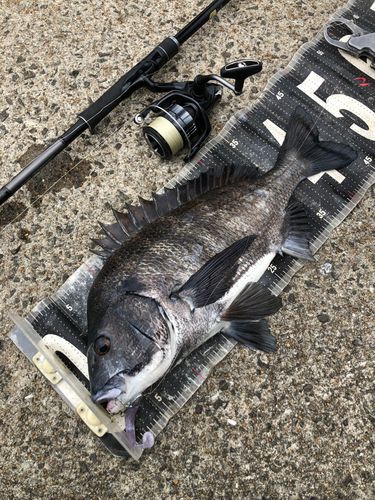 チヌの釣果