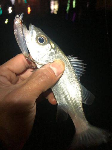 セイゴ（ヒラスズキ）の釣果