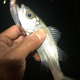 セイゴ（ヒラスズキ）