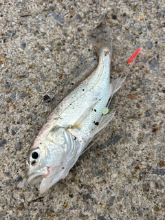 シログチの釣果