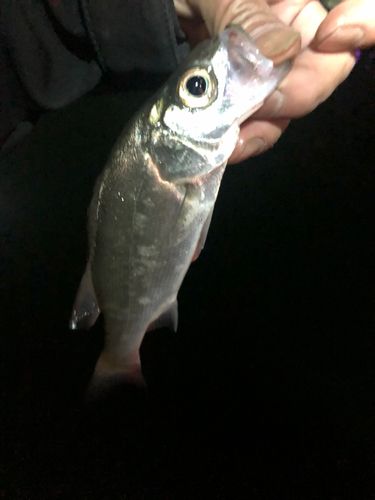 セイゴ（ヒラスズキ）の釣果