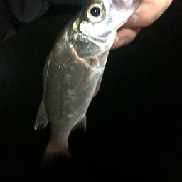 セイゴ（ヒラスズキ）