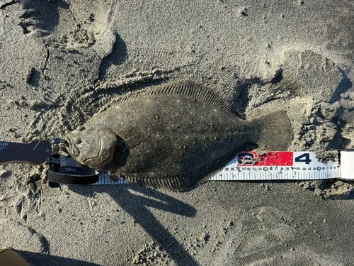 ヒラメの釣果