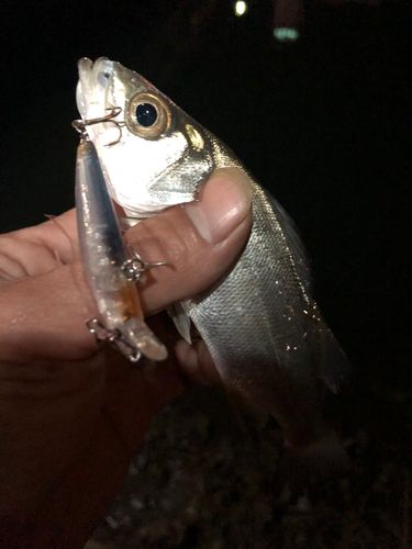 セイゴ（ヒラスズキ）の釣果