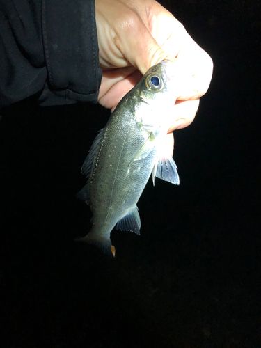 セイゴ（ヒラスズキ）の釣果