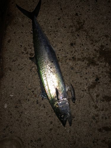 サゴシの釣果