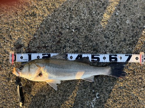スズキの釣果