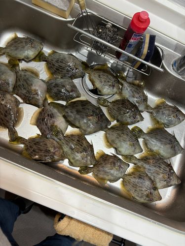 カワハギの釣果