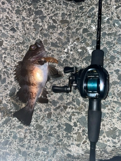 シロメバルの釣果