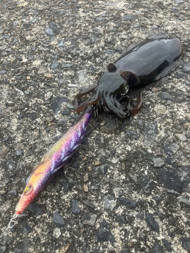 ミズイカの釣果