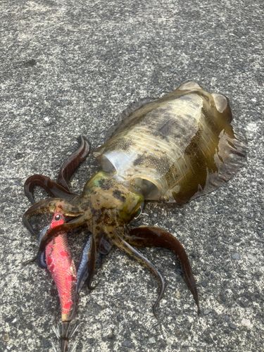 ミズイカの釣果